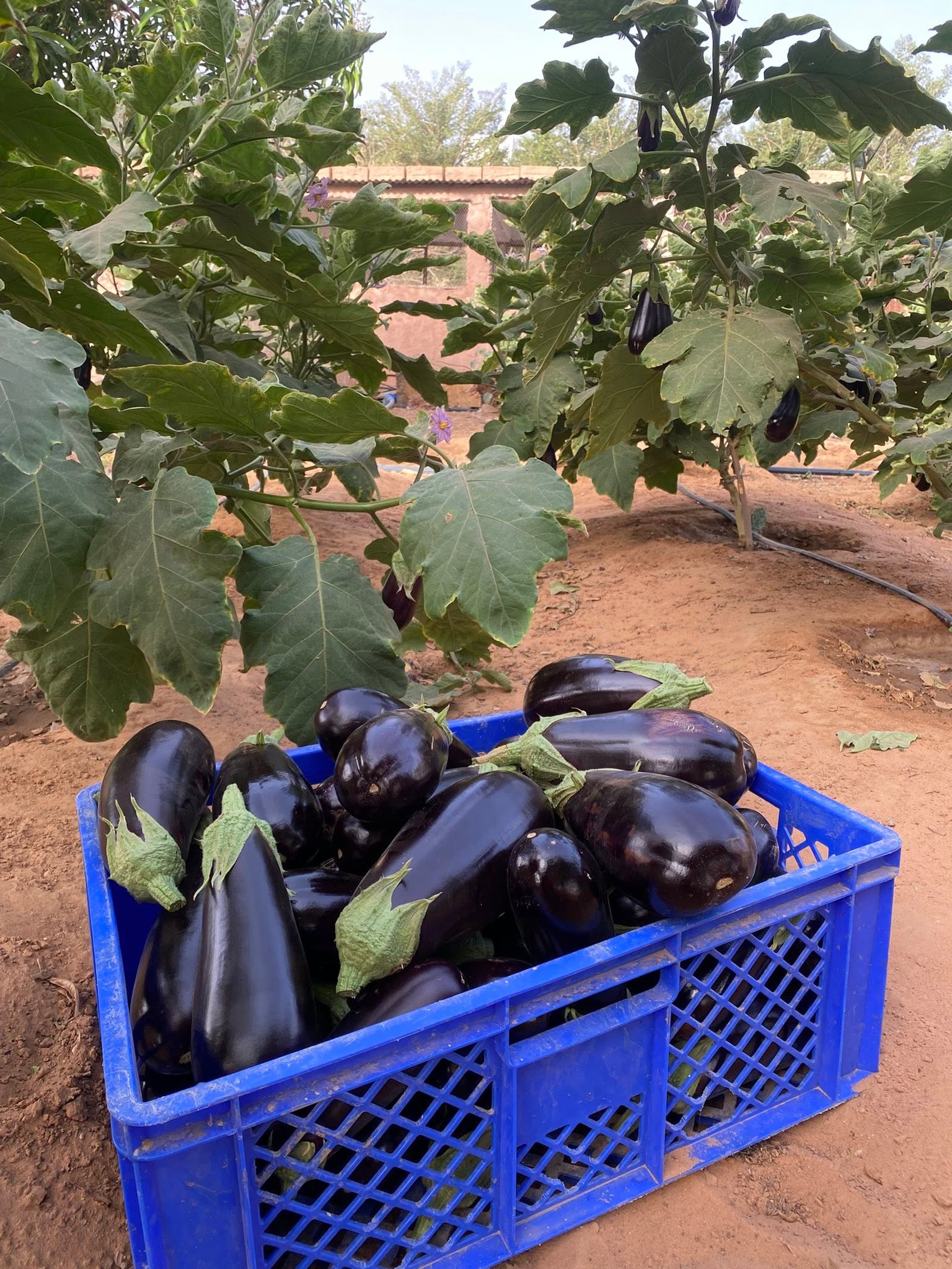 Visite de la ferme agro-pastorale